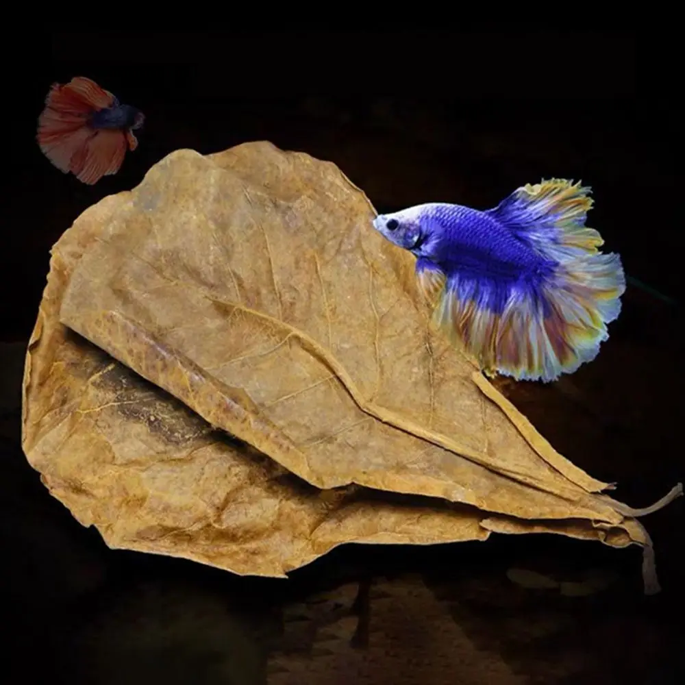 Island Aquarium Decoration Acid Effect Foetida Terminalia Leaves Fish Treatment Aquarium Tank Decor Terminalia Leaves
Island Aquarium Decoration Acid Effect Foetida Terminalia Leaves Fish Treatment Aquarium Tank Decor Terminalia Leaves