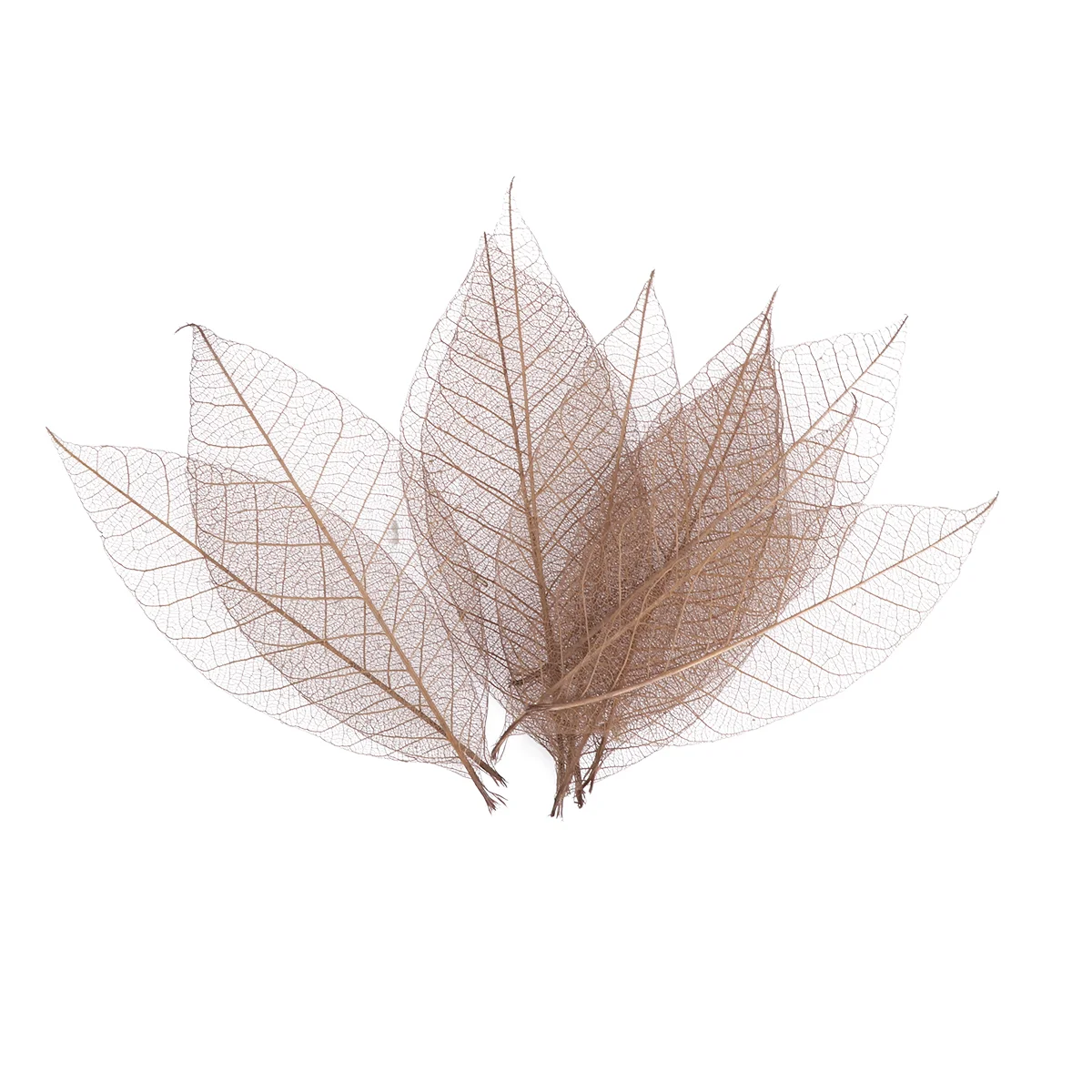 Leavesdried Rubber Naturalleaf Tree Specimen Flowers Artificial Craft Diy Craftswall Bookmark Paper Pressed Flower Accessory
Leavesdried Rubber Naturalleaf Tree Specimen Flowers Artificial Craft Diy Craftswall Bookmark Paper Pressed Flower Accessory