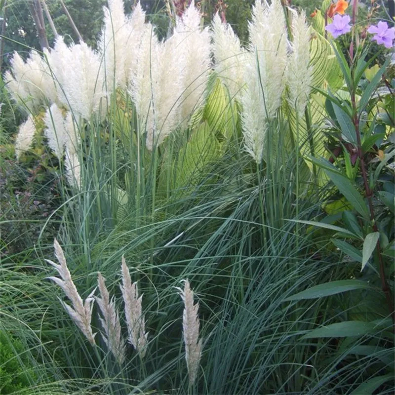 1-1.2m Large Natural Dried Pampas Grass Bouquet,Dried Fluffy Beige Pampa Decor for Vase Plant Boho Home Wedding Party Decoration
1-1.2m Large Natural Dried Pampas Grass Bouquet,Dried Fluffy Beige Pampa Decor for Vase Plant Boho Home Wedding Party Decoration