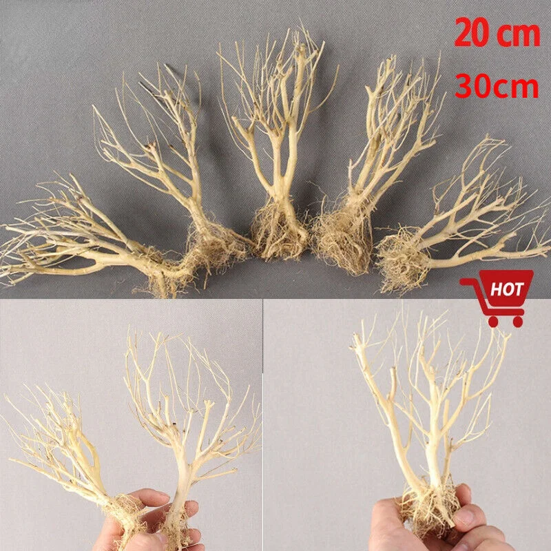 20/30CM Aquarium Decoration Wood Natural DryTrunk Driftwood Tree Fish Tank Background Plant Stump Cuckoo Root Moss Tree Ornament
20/30CM Aquarium Decoration Wood Natural DryTrunk Driftwood Tree Fish Tank Background Plant Stump Cuckoo Root Moss Tree Ornament