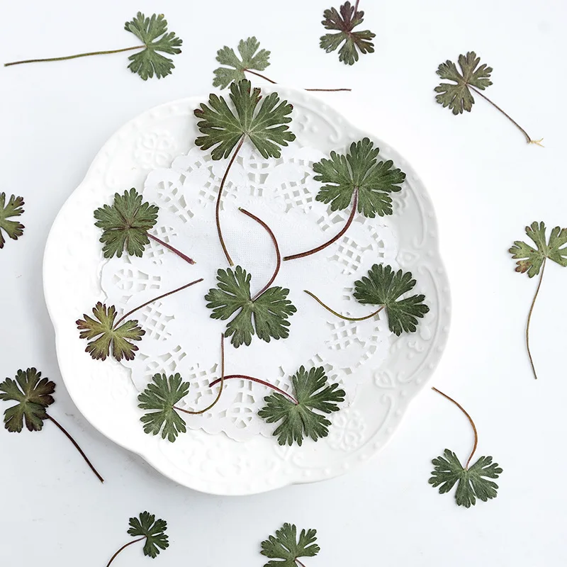 500pcs Pressed Dried Leaf Necklace Jewelry Making Craft Phone Bookmark DIY Accessories Natural Plant Specimen DIY Home Decor
500pcs Pressed Dried Leaf Necklace Jewelry Making Craft Phone Bookmark DIY Accessories Natural Plant Specimen DIY Home Decor