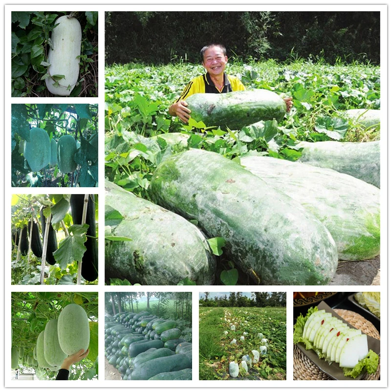 15Pcs Fragrant Vegetable Waxgourd Flowers Big Benincasa Hispida Melon Plants
15Pcs Fragrant Vegetable Waxgourd Flowers Big Benincasa Hispida Melon Plants