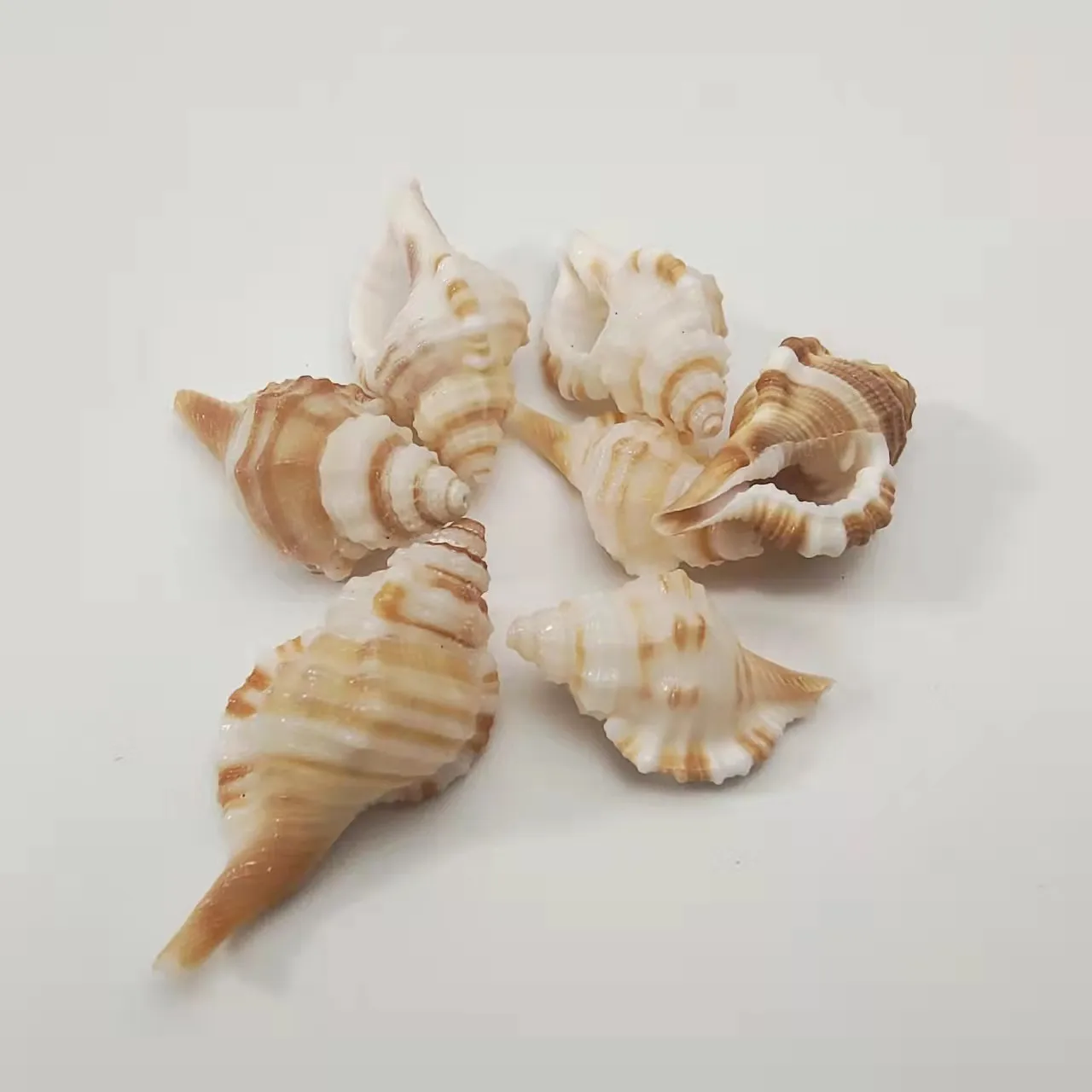 Conch shell Mediterranean ornaments photography material miniature collection specimen
Conch shell Mediterranean ornaments photography material miniature collection specimen