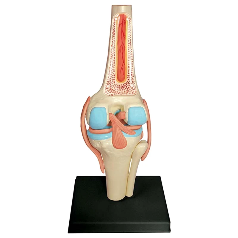 Torso Human Body Model Education Knee Joint Organs Model For Student Teaching Study Assembling Model 
Torso Human Body Model Education Knee Joint Organs Model For Student Teaching Study Assembling Model