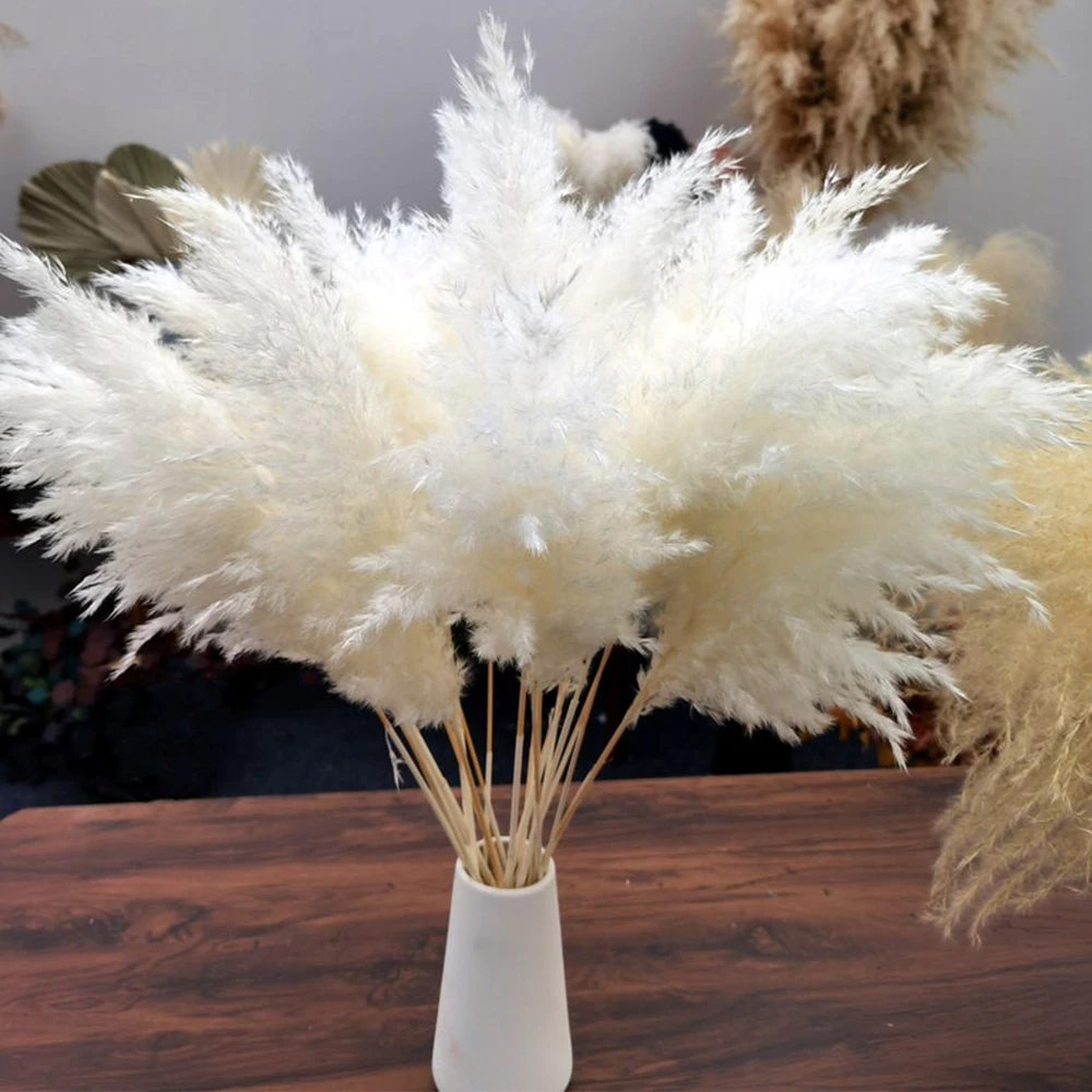 Cream Pampas Grass Decor Fluffy Dried Pampas Wedding Flower Bunch Natural Plants for Home Valentines Day Gift 
Cream Pampas Grass Decor Fluffy Dried Pampas Wedding Flower Bunch Natural Plants for Home Valentines Day Gift