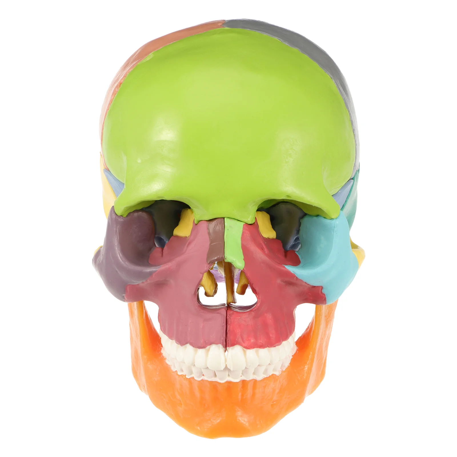 Simulated Manikin Medical Model Decorations Colored Head Pvc Shape Ornament Creative Anatomical Supplies
Simulated Manikin Medical Model Decorations Colored Head Pvc Shape Ornament Creative Anatomical Supplies
