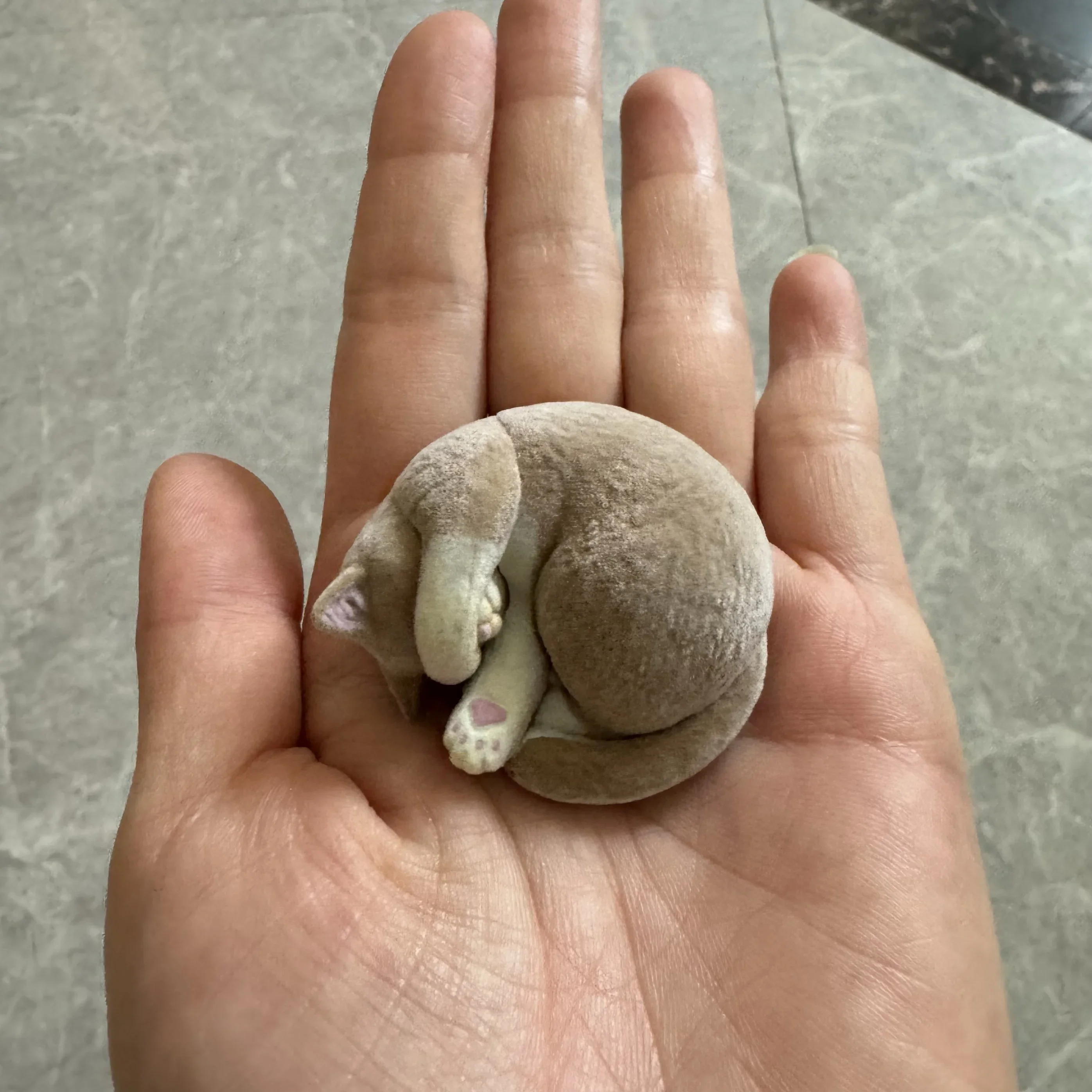 Флокированный серый спящий кот
Флокированный серый спящий кот