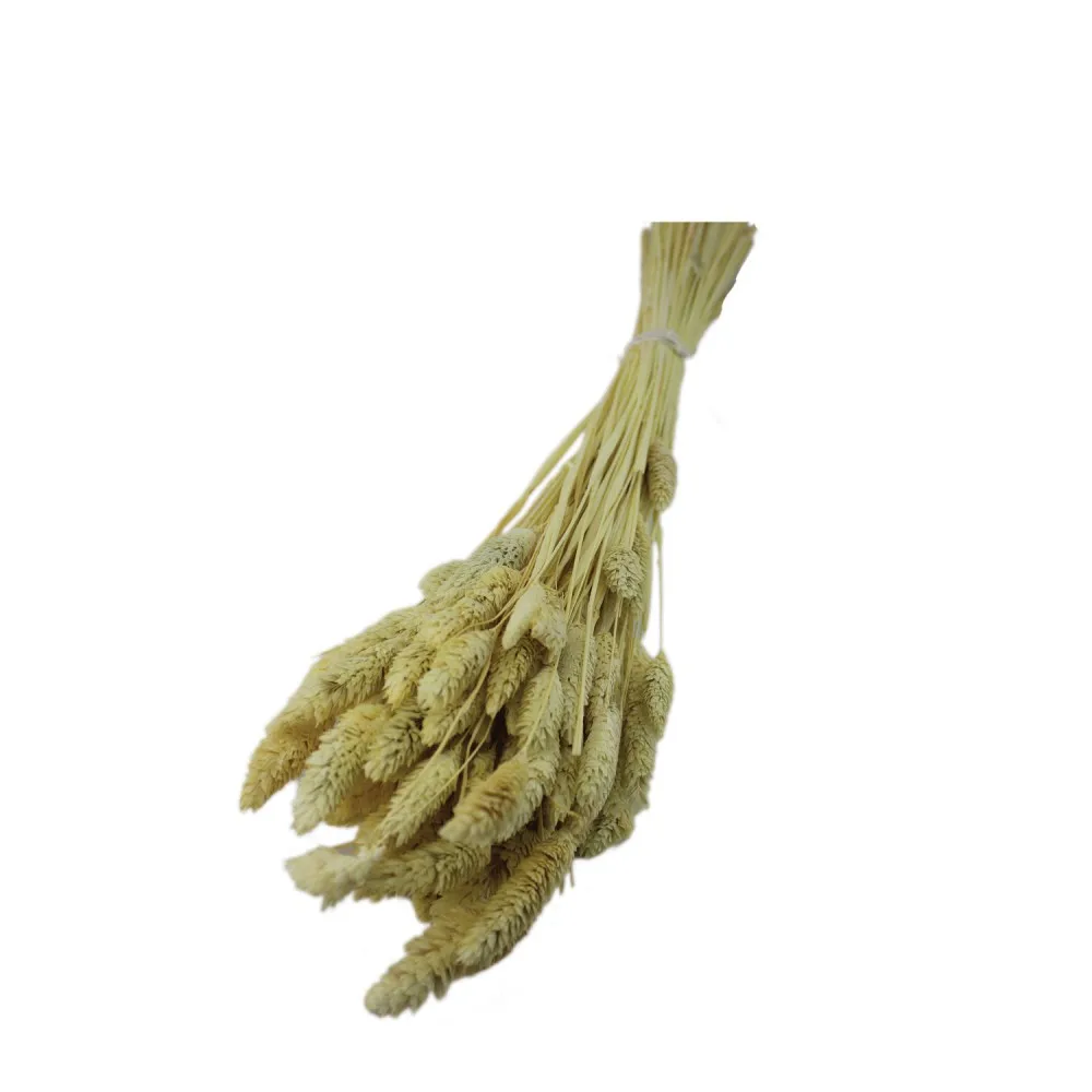 50Pcs Real Wheat Natural Dried Flowers Wedding Party Decoration Craft Scrapbook Diy Home Decoration Wheat Bouquet Photo Props
50Pcs Real Wheat Natural Dried Flowers Wedding Party Decoration Craft Scrapbook Diy Home Decoration Wheat Bouquet Photo Props