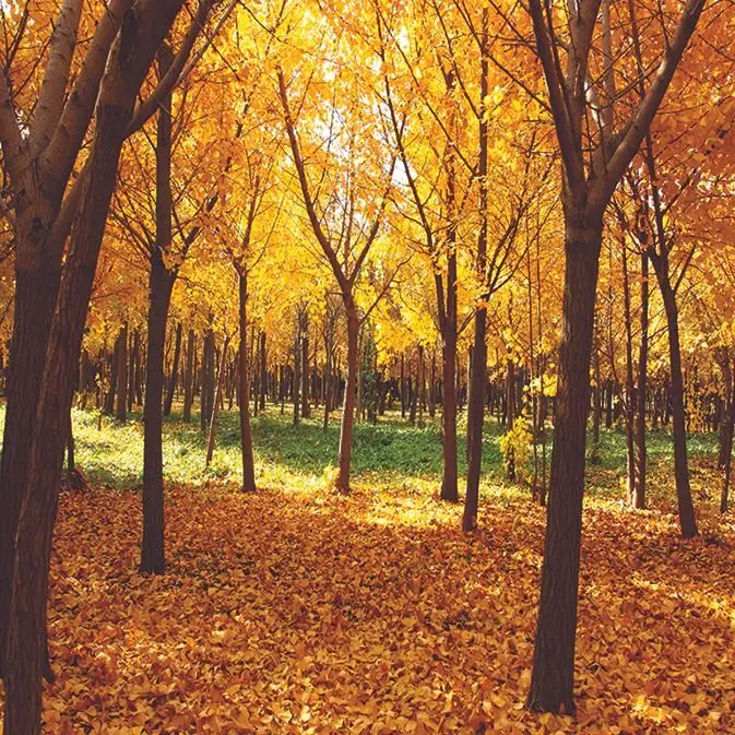 Curtain Golden Leaves Autumn Nature Seasonal Forest Scene Tall Trees Peaceful Environment Yellow Brown Green
Curtain Golden Leaves Autumn Nature Seasonal Forest Scene Tall Trees Peaceful Environment Yellow Brown Green