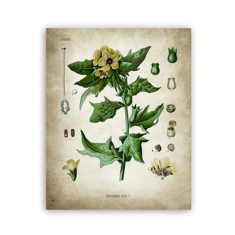 Medicinal Drug Antique Botanical Poster Clinic Wall Art Pictures Canvas Painting Medicine Plant Prints Doctor Office Wall Decor
Medicinal Drug Antique Botanical Poster Clinic Wall Art Pictures Canvas Painting Medicine Plant Prints Doctor Office Wall Decor