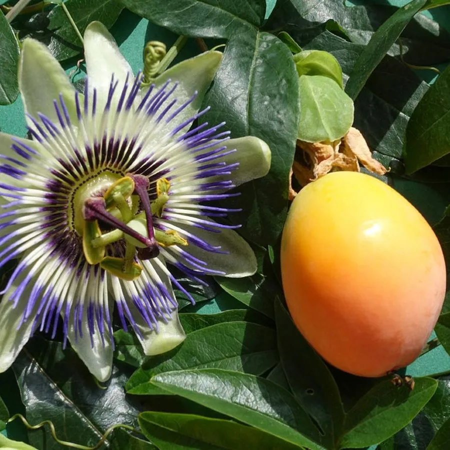 Плод Маракуйя Фото — Mixyfotos.ru