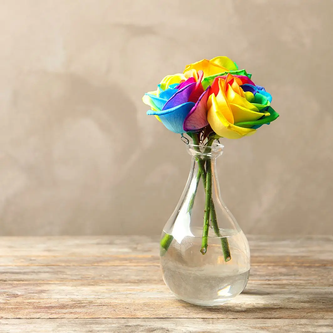 Curtain on Rainbow Rose Flowers with Vase Table Beige Wall Wooden Table Art Green Red Blue
Curtain on Rainbow Rose Flowers with Vase Table Beige Wall Wooden Table Art Green Red Blue