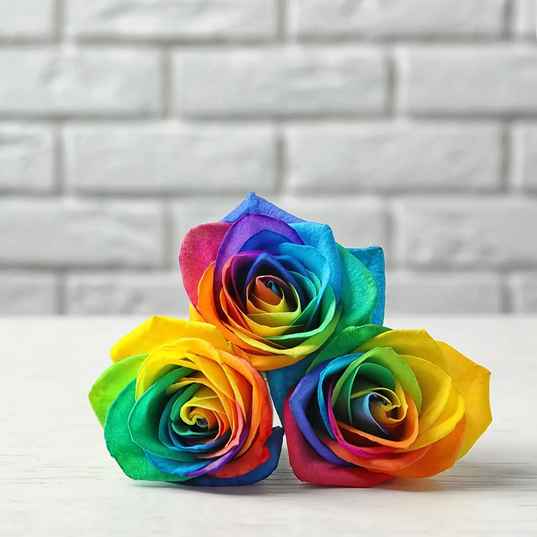 Curtain Rainbow Rose Flowers on Table Summer Blooms Flowers Nature Theme Yellow Blue Red
Curtain Rainbow Rose Flowers on Table Summer Blooms Flowers Nature Theme Yellow Blue Red