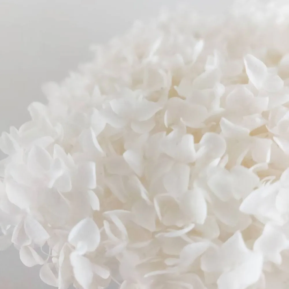 Natural Dried Flowers White Hydrangea Artificial Flowers Home Decoration Wedding Decoration Crafts Photography Ornaments
Natural Dried Flowers White Hydrangea Artificial Flowers Home Decoration Wedding Decoration Crafts Photography Ornaments