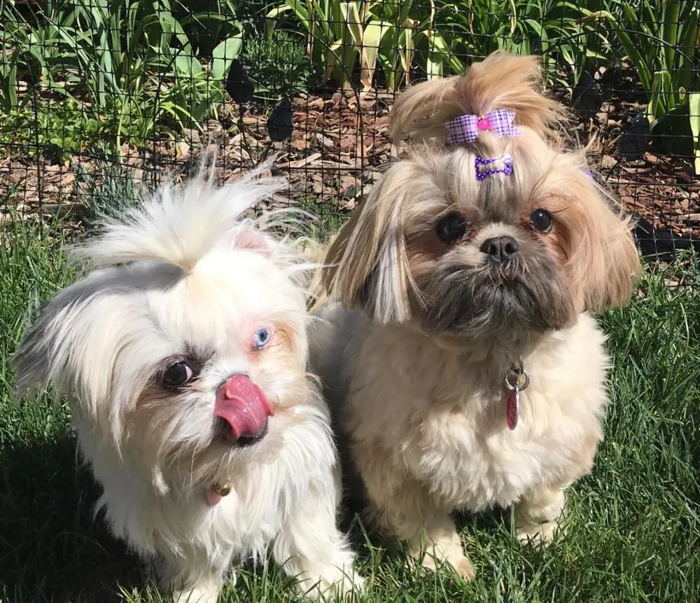 20pcs/50ppcs/100pcs Lot Pet Grooming Accessories Products Dog Bow Hair Little Flower Bows with Rubber Band For Dogs Charms Gift
20pcs/50ppcs/100pcs Lot Pet Grooming Accessories Products Dog Bow Hair Little Flower Bows with Rubber Band For Dogs Charms Gift