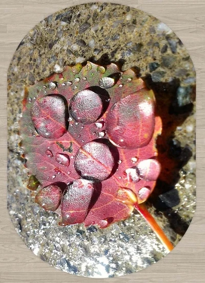 Else Stone Pink Red Leaf Water Drop Floral 3d Pattern Print Non Slip Microfiber Living Room Modern Oval Washable Area Rug Carpet
Else Stone Pink Red Leaf Water Drop Floral 3d Pattern Print Non Slip Microfiber Living Room Modern Oval Washable Area Rug Carpet