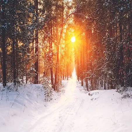 

Curtain in Sunrise Forest Evergreen Pine Trees Snowy Winter Morning Landscape Nature Picture