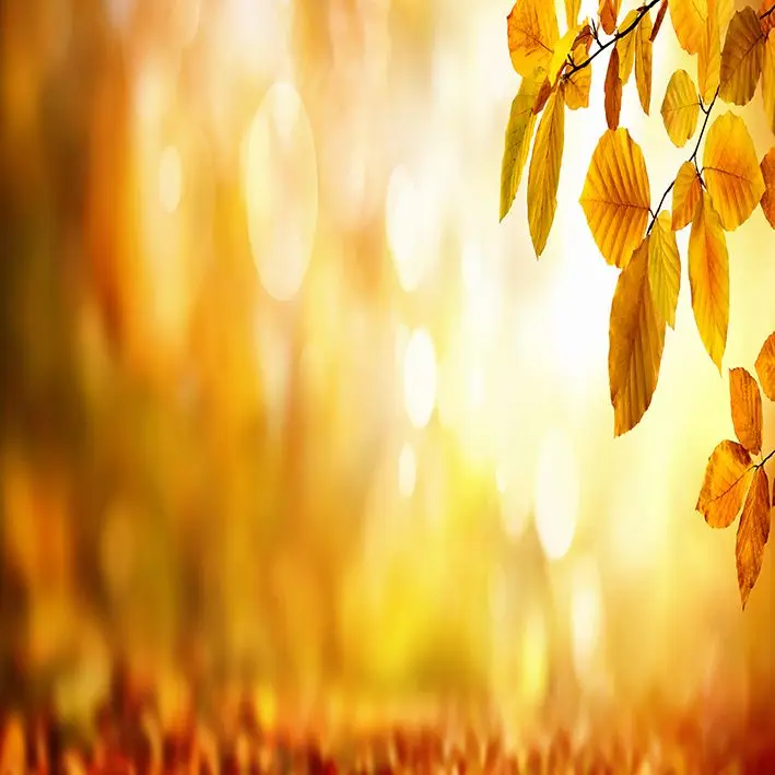 

Curtain Autumn Beech Tree Leaves Nature Bokeh Background Forest with Sunny Day Panoramic View Yellow Orange