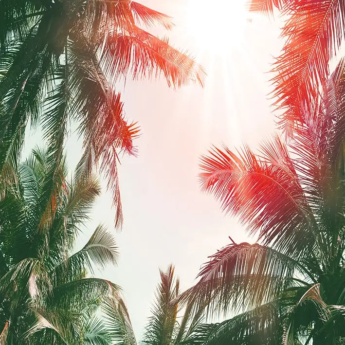 Curtain Tropical Palm Trees Sunny Day Sky Exotic Summer Vacation Nature Landscape Photo Green Red
Curtain Tropical Palm Trees Sunny Day Sky Exotic Summer Vacation Nature Landscape Photo Green Red