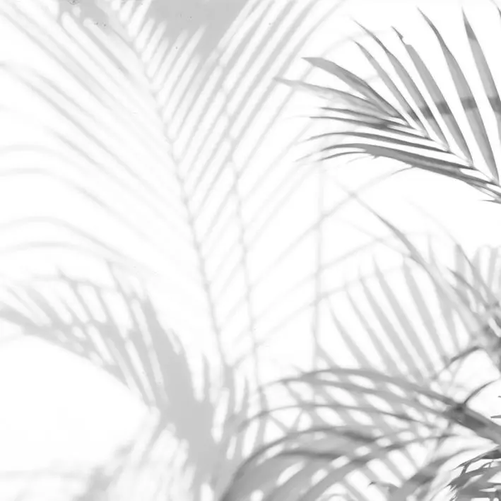 Curtain Abstract Background Shadows of Palm Leaves Foliage Sunshine Monochromic Photo Printed White Gray
Curtain Abstract Background Shadows of Palm Leaves Foliage Sunshine Monochromic Photo Printed White Gray