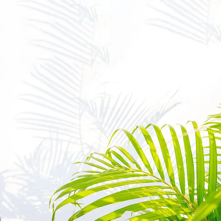 Curtain Palm Leaves and Shadows on Wall Exotic Forest Nature Environment Summer Days Photo Green White
Curtain Palm Leaves and Shadows on Wall Exotic Forest Nature Environment Summer Days Photo Green White