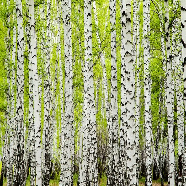 

Curtain Birch Trees Forest Springtime Freshness Nature Landscape Seasonal Scenery Green Gray