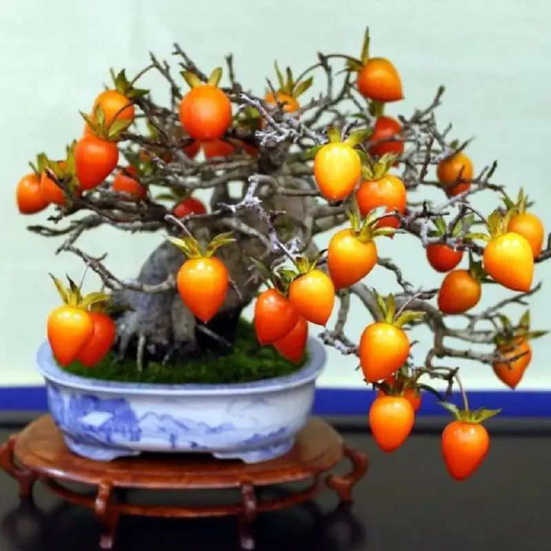 хурма дерево домашнее. хурма рассада. мандарин уншиу комнатный. хурма дерево дома. росток хурмы.