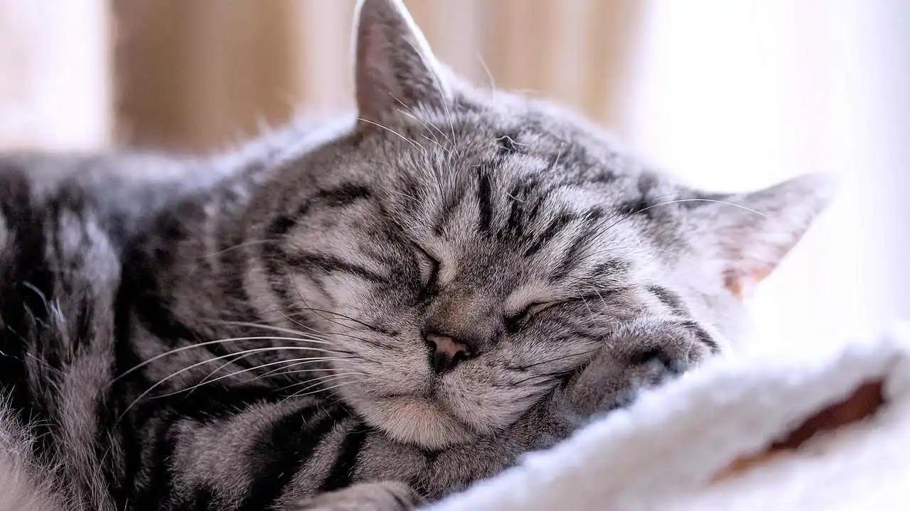 Вятские картины на холсте Спящий кот отдых кот сон на подрамнике / декор  для дома / интерьер / на стену | AliExpress