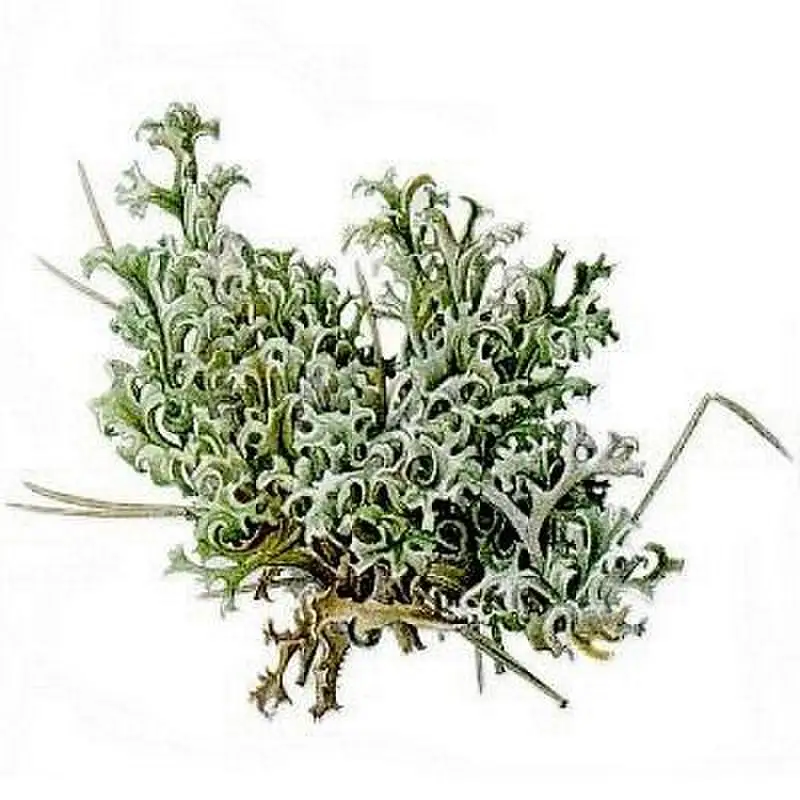 Купить Семена Исландского Мха