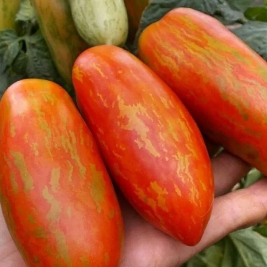 безумие кэссиди томат. семена томата в грунте фото. томат матросик характеристика. матросик полосатый томат. сорт помидор матросик.