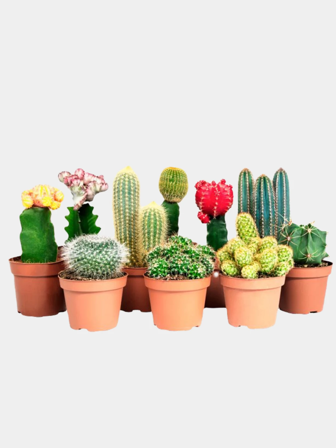 Кактусы Купить Интернет Магазин Недорого
