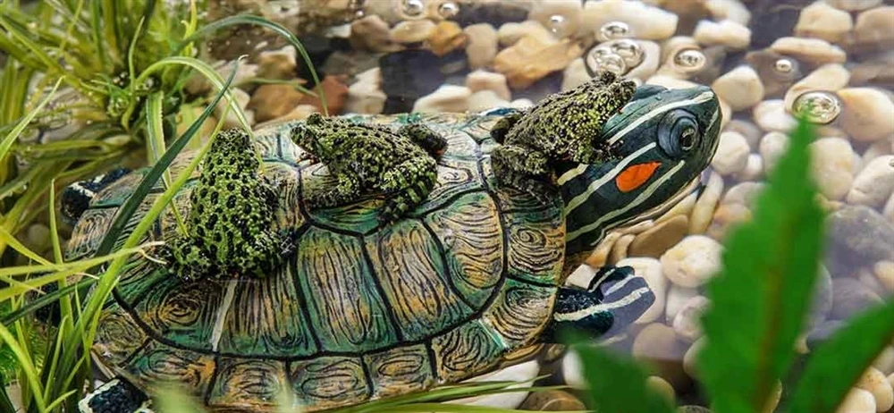 Остров для акватеррариума Exo Terra - большая черепаха 22x14x5 5 см.