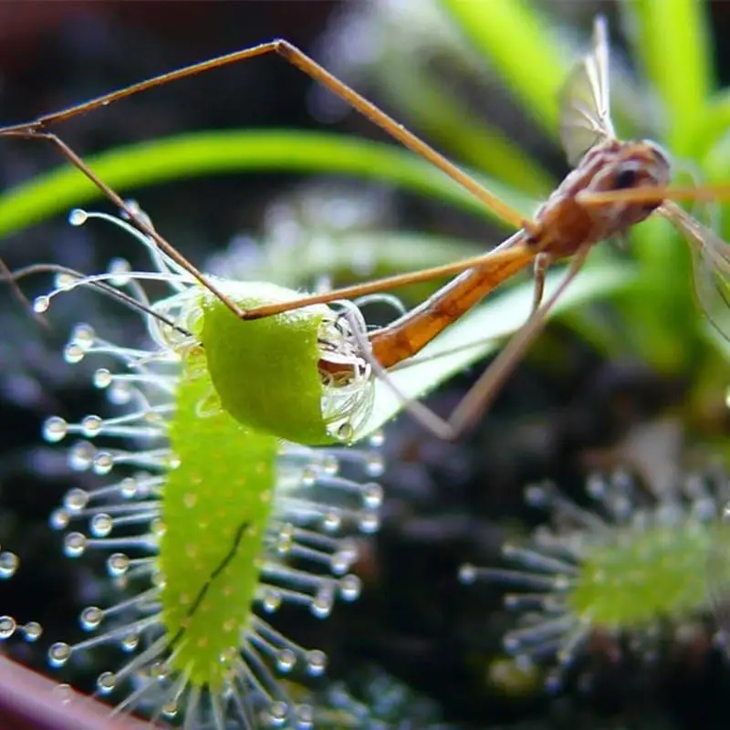 хищные растения в воде. альдрованда пузырчатая. альдрованда хищные растения. роголистник альдрованда. хищные растения в воде.