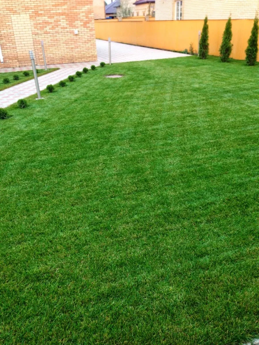 Трава искусственная 2 м grass komfort. Зеленый метр газон. Декоративная трава грасс. Зеленый метр газон. Зеленый газон.