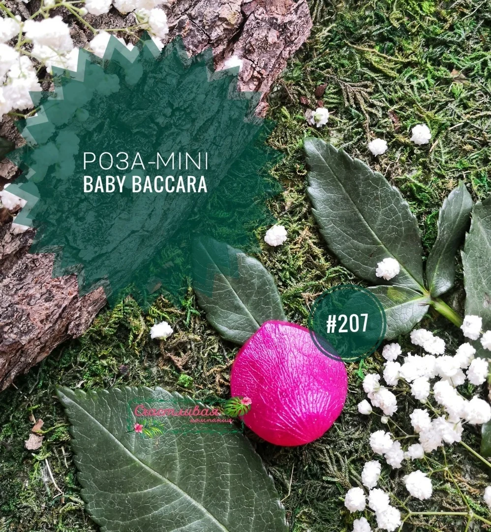 №207 Молд лепесток розы сорта 