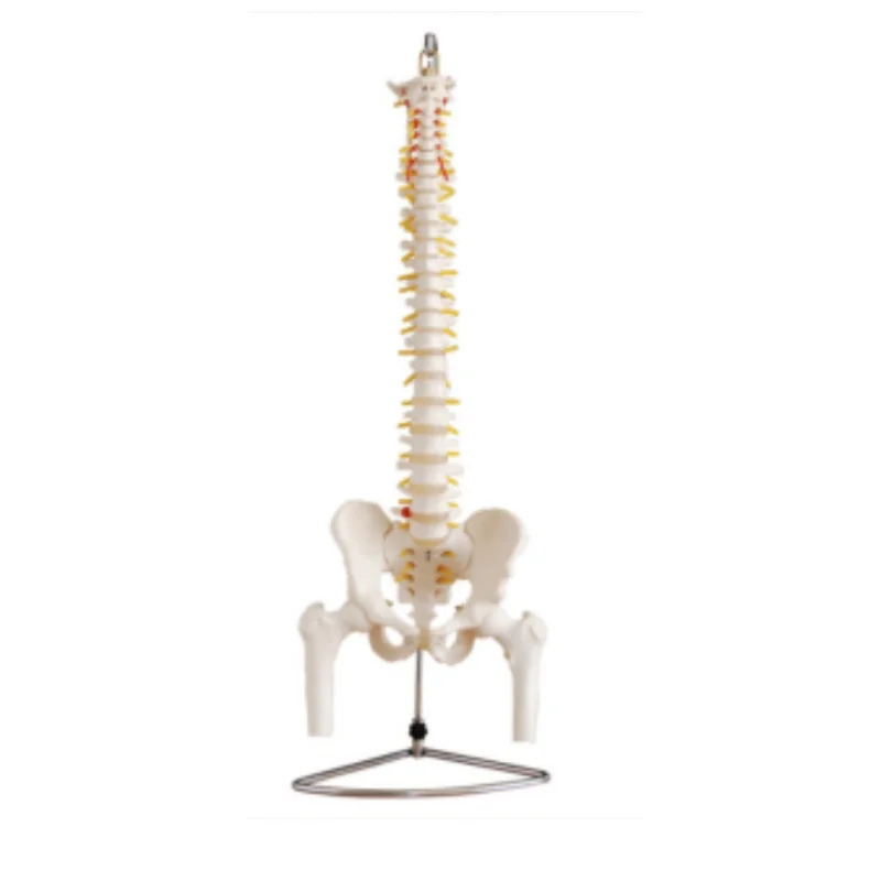 

Medical Education teaching with pelvis and half leg bone natural large spine model BIX-A1020