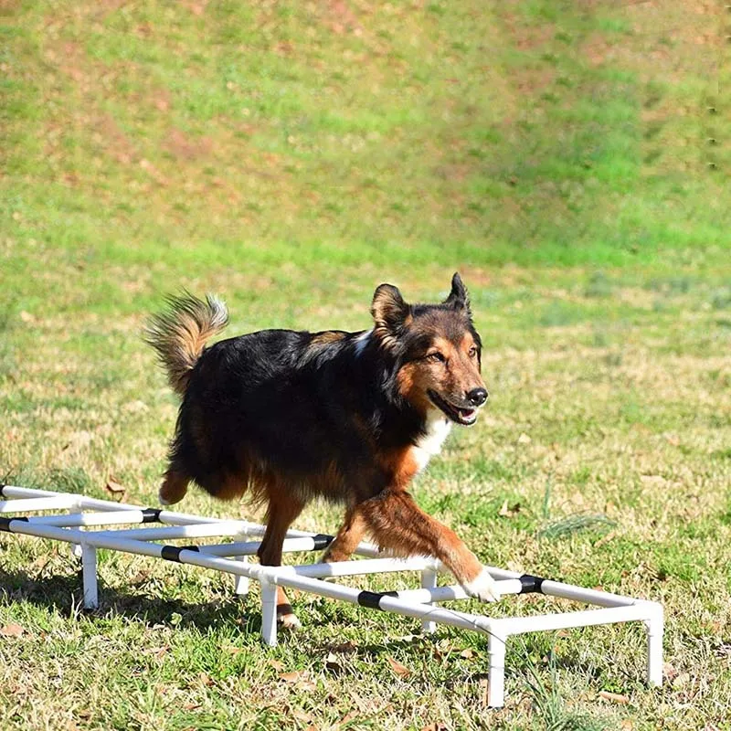 Dog Outdoor Sports Equipment Pet Agility Training Jumper Dog Jumping Training Obstacle Ladder Dog Trainer