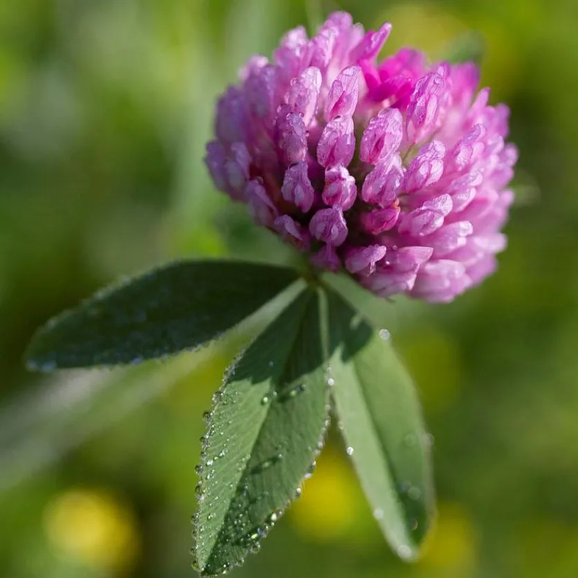 Соцветия клевера красного лугового. Клевер красный луговой. Клеверкрасныйлкговойрастенте. Клевер луговой клевер красный. Красный клевер trifolium pratense.