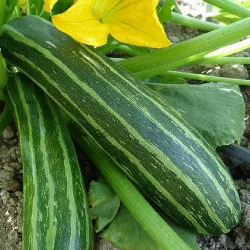 Кабачки
