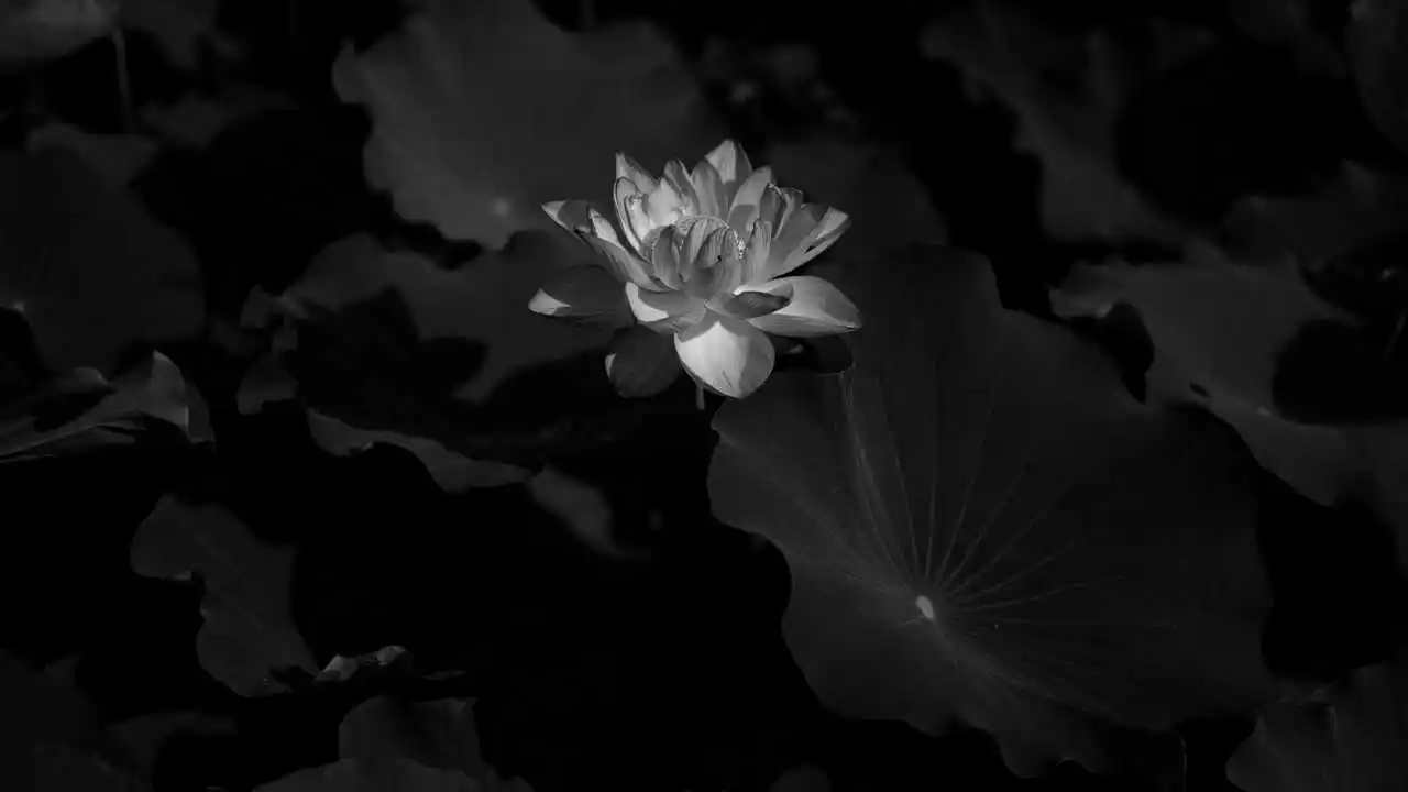 LinxOne картина на холсте  