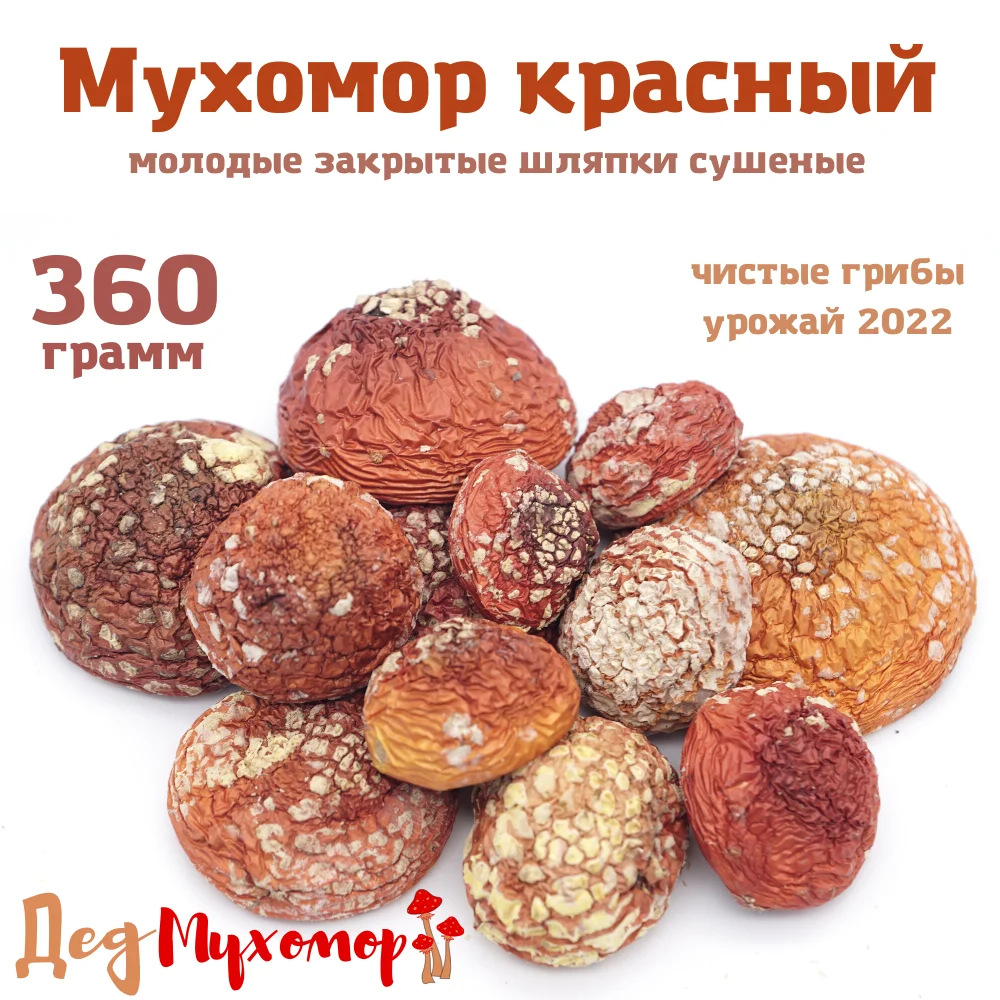Фото Закрытые молодые шляпки мухомора красного сушёного для микродозинга 360 грамм (свежий урожай Октябрь 2022) №1