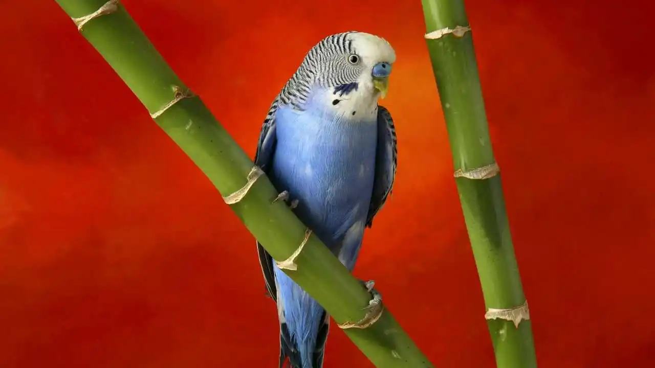 LinxOne картина на экокоже  