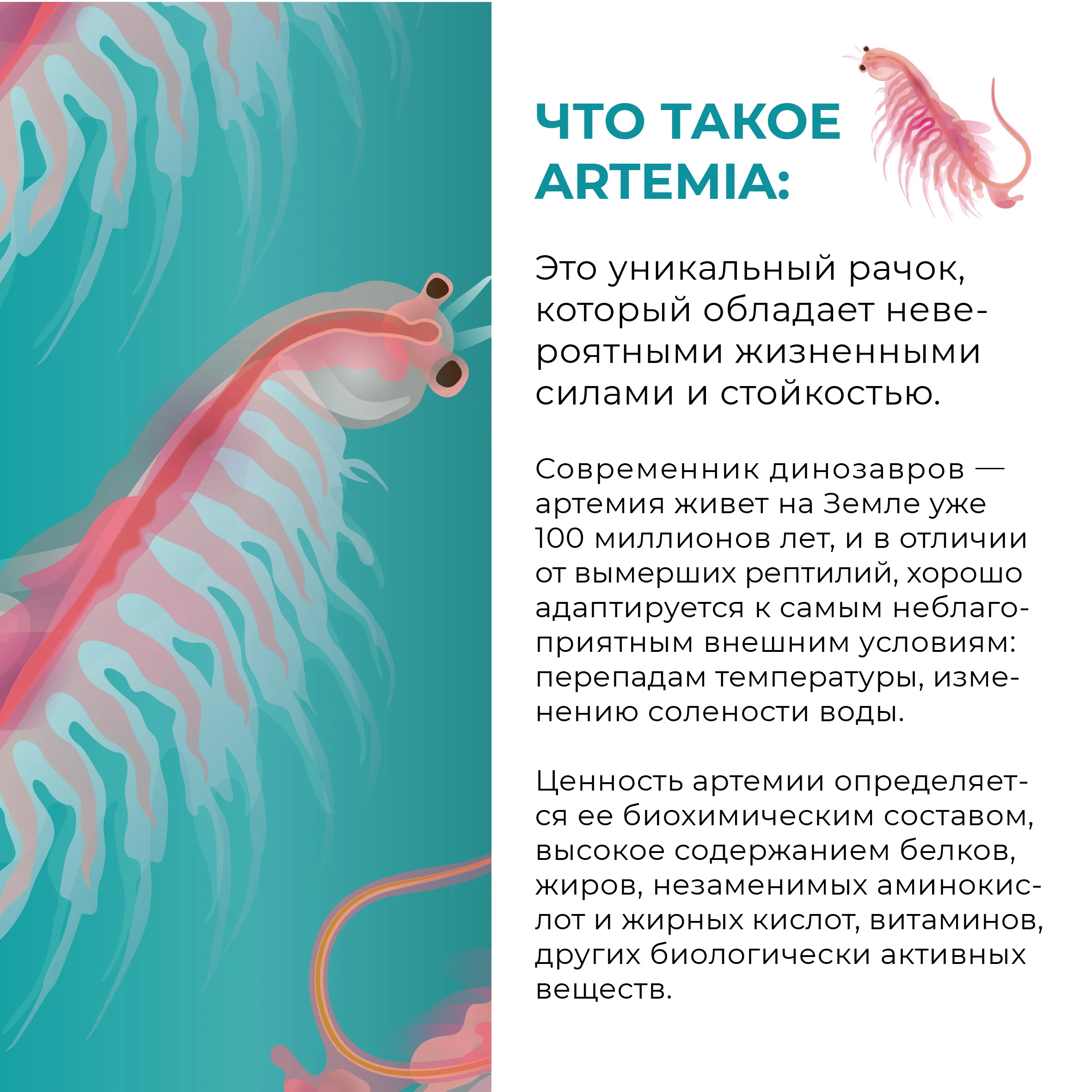 рачком группа девушек 