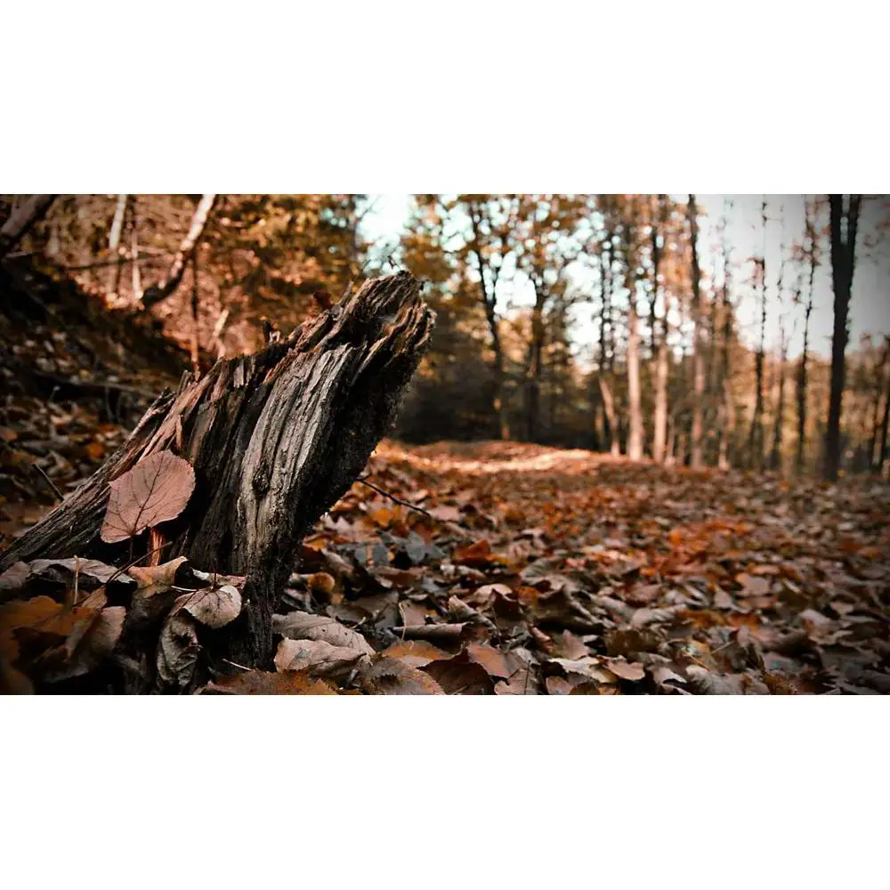 осенние изменения у растений. сроки осенью. осенние изменения в живой и неживой природе 2 класс. тест на сказку кавказский пленник. сочинение кавказский пленник.