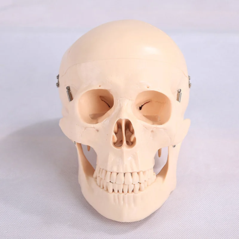 Education teaching and material PVC natural size skull model with 8 parts cerebral artery BIX-A1011