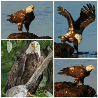 Объектив для Sony, Canon, Nikon, Pentax, Olympus и др.#5