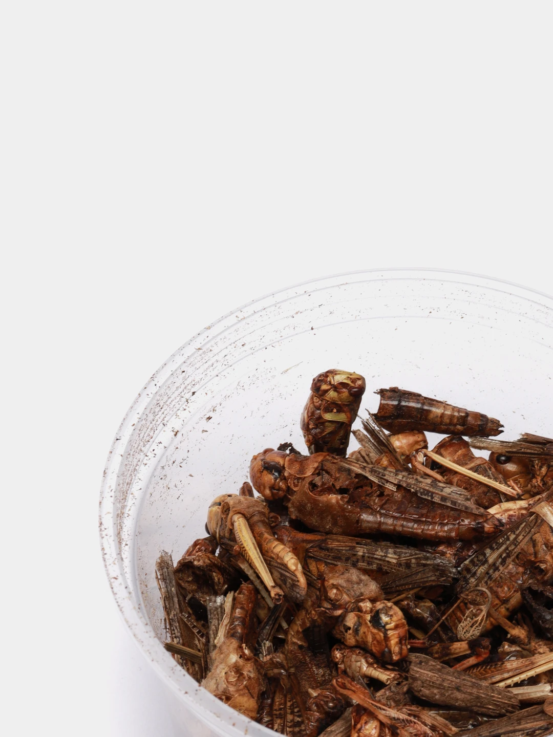сушеные кузнечики. сушеные кузнечики в коробочках. сухие кузнечики. сушеные кузнечики. сушеные кузнечики.