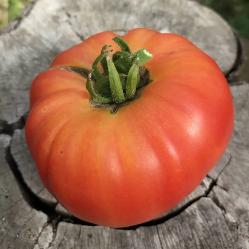 томат деревенский характеристика отзывы