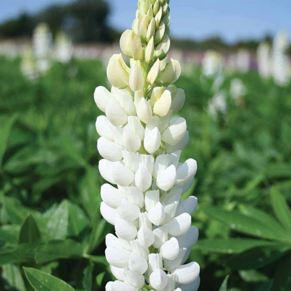Донник белый - Медовый Клевер (Лат. Melilotus albus) семена 150шт + подарок |