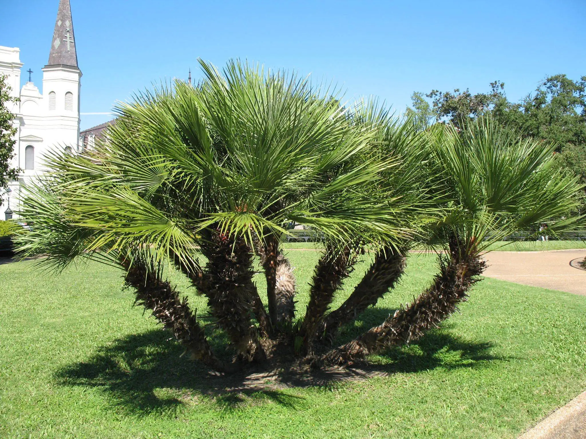 Пальмы какие виды. Хамеропс приземистый. Хамеропс приземистый -Chamaerops humilis. Пальма Хамеропс-Chamaerops. Chamaerops humilis Пальма Хамеропс.